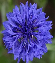 VP Cornflower Bachelor Button Blue Dwarf 20 Seeds. 2023 Crop - £6.38 GBP