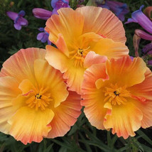 SGH 200+ California Thai Silk Apricot Poppy Seeds For Garden - $10.96