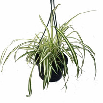 6&quot; Hanging Basket Pot Indoor Ocean Spider Live Plant Easy to Grow Cleans the Air - £53.87 GBP
