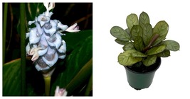 NEW ! Burle Marxi Prayer Plant - Calathea Amagris - Easy House Plant - 4... - £35.65 GBP