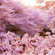 Kanzakura Japanese Flowering Cherry Tree (Prunus Kanzakura) Seeds USA SELLER - £14.08 GBP