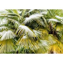 Hardy Fan Palm, Trachycarpus Fortunei. 50 Seeds #MRG09 - £15.16 GBP