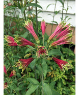 Alstroemeria Psittacina Parrot Or Princess Lily Lily Of The Incas 10 See... - $28.58