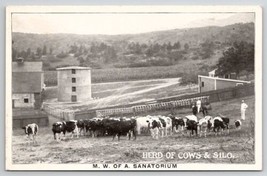 Herd of Cows &amp; Silo N.W. of Sanatorium Colorado possibly Postcard F21 - £10.10 GBP