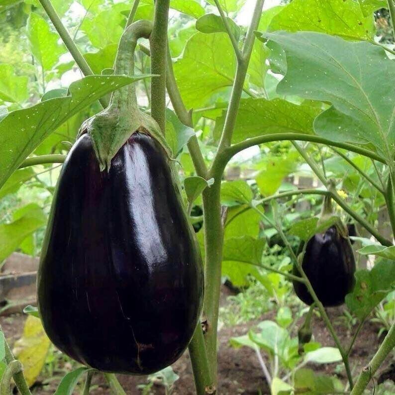 SEED -Black Beauty Eggplant Heirloom Classic Appearance Perfect Flavor - $3.24+