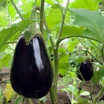 SEED -Black Beauty Eggplant Heirloom Classic Appearance Perfect Flavor - €2,79 EUR+