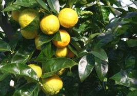 5 Pc Seeds Rough Lemon Fruit Tree Plant, Citrus jambhiri aka taitensis Seeds |RK - £14.82 GBP