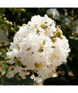 White Crape Myrtle Crepe Tree Shrub  40 Seeds  Lagerstroemia We Combine ... - £5.07 GBP