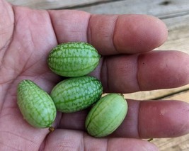 SEED-Cucamelon - Mouse Melon- Bite Sized Cucumber -sandia de raton- Uniq... - €3,04 EUR+