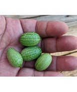 SEED-Cucamelon - Mouse Melon- Bite Sized Cucumber -sandia de raton- Uniq... - €3,07 EUR+