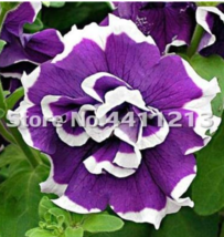200 seeds Petunia Moon Night Sky Double Purple Flowers Purple Sky Black ... - £5.45 GBP