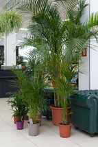 15 Indoor Palm Tree Seeds Parlor Palm (Chamaedorea) Potted Tropical US Seller - $7.90