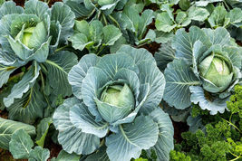 Cabbage 500 Seeds  All Seasons Organic Non GMO - £5.12 GBP