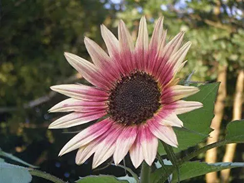 Indian Blanket Sunflower Seeds To Grow 25+ Seeds Grow Exotic Indian Blanket Gard - £21.60 GBP