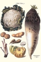Vegetables: Califlower, gourds, potato, onion, by Philippe-Victoire Lev que de V - £17.29 GBP+