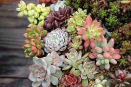 Variety Assorted Succulent Cuttings Clippings plants for Garden Decor - £34.78 GBP+