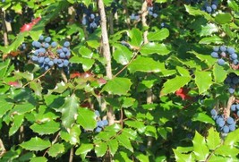 SG Tall Oregon Grape (Mahonia aquifolium) 20 seeds - $3.80
