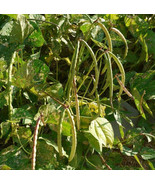 New Fresh Seeds Mississippi Silver Hull Cowpea Brown Crowder Silverskin ... - $7.90