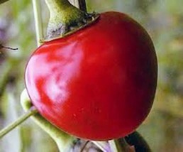 Pepper Seed, Large Hot Cherry, Heirloom, Organic, Nongmo, 100 Seeds, Hot Pepper - £4.76 GBP