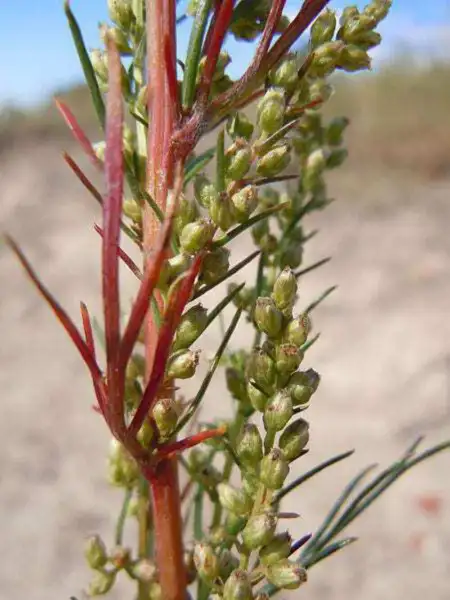 Top Seller 500 Beach Wormwood Artemisia Caudata Silvermound Red Sagewort Herb Fl - £10.70 GBP