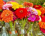 1 Oz Giant Dahlia Zinnia Mix Seeds Cut Flowers Summer Flowering Annual Bulk - £24.90 GBP