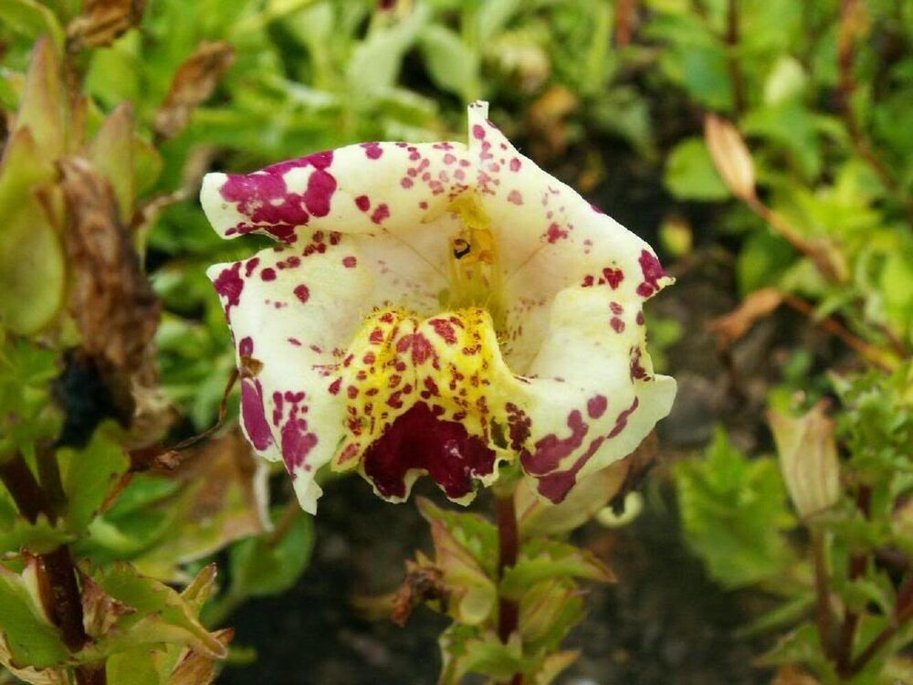 Primary image for Sale 250 Seeds Tiger Monkey Mixed Colors Mimulus Tigrinus Flower USA
