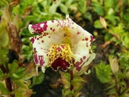 Sale 250 Seeds Tiger Monkey Mixed Colors Mimulus Tigrinus Flower USA - £7.82 GBP