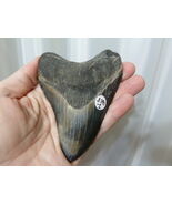 (S290-1) 4-5/8" MEGALODON fossil Collector specimen SHARK TOOTH teeth sharks - $499.19