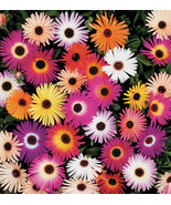 1/4 Oz Ice Plant Seeds Livingstone Daisy Seeds Ground Cover Seeds 62500C... - $28.50