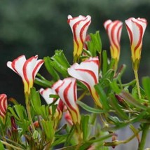 Rainbow Oxalis Wood Sorrel Flower, 100 Seeds D - $267.26 MXN
