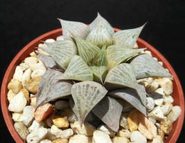 Haworthia mirabilis v. badia rare exotic succulent plant fig cactus cacti 4&quot; pot - £23.97 GBP