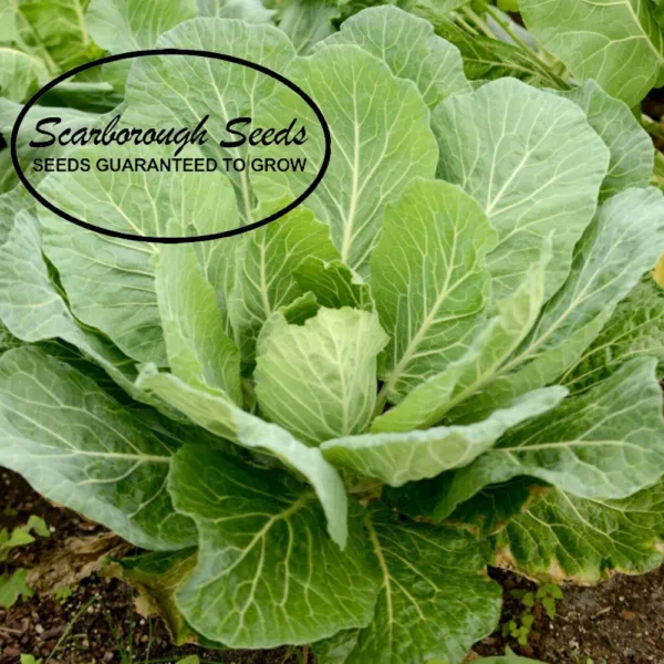 Scarborough Seeds 500 Collard Greens Seeds Georgia Southern Heirloom Fresh Garde - £7.06 GBP