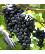New Fresh Little Bee Black Grape Fruit 15 Seeds Juicy Tasty Sweet Fruit ... - $208.24 MXN