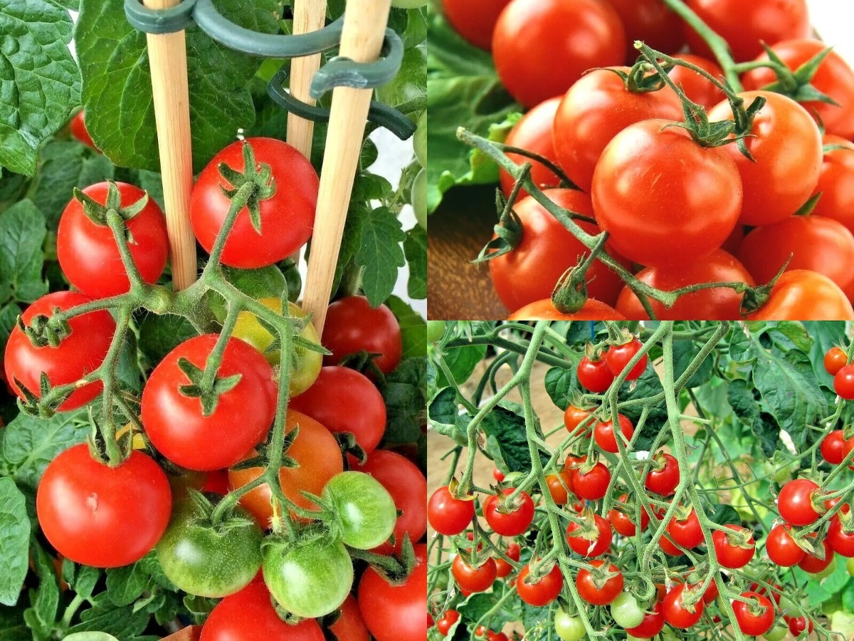 101+CHERRY TOMATO Heirloom Vegetable Seeds Garden Patio Container Easy - $13.00