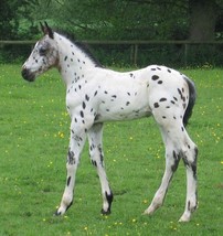 Schleich Toy Knapstrupper Foal  Horse 3.4 x 1.3 x 3.0 inch - $4.95