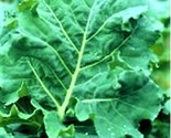 Premier Kale Early Hanover Seeds 200 Seeds Non-Gmo Fast Shipping - $7.99