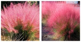 200 Seeds Pink Muhly Grass Seeds Home and Gardening - £17.55 GBP