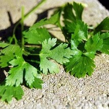 Organic Celery Cutting, 2000 seeds- code 405 - $4.99