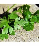 Organic Celery Cutting, 2000 seeds- code 405 - $91.84 MXN Organic Celery Cutting, 2000 seeds- code 405 - $91.84 MXN