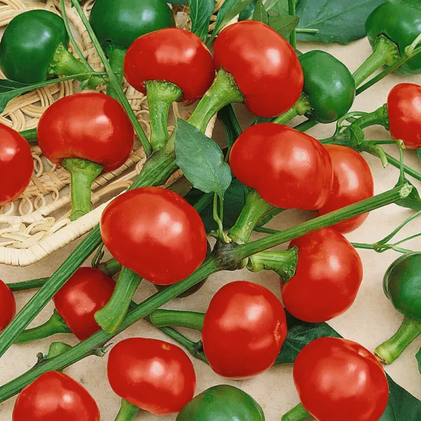 30 Red Cherry Hots Pepper Seeds Non Gmo Harvest Garden Fresh - £4.63 GBP
