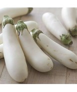 White Long Eggplant Seed 15 Seeds Solsnum Melongena Vegetable Seeds C145 - £6.33 GBP