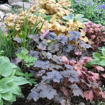 50 Coral Bells Mixed Flower Seeds Mixed Heuchera Flower Seeds New Fresh ... - $11.98