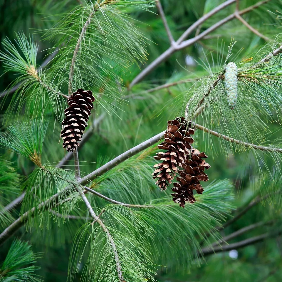 20 Real Pinecones Eastern White Pine Cones Natural Dried Craft Supplies ... - $24.00