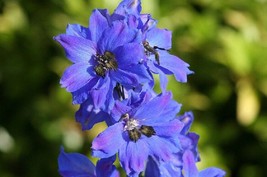 US Seller Free Shipping 50 Delphinium Seeds Pacific Giant Blue Jay Flowe... - £11.35 GBP