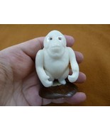(tne-ape-or-313) white ORANGUTAN monkey ape TAGUA NUT palm nuts figurine... - $804.96 MXN