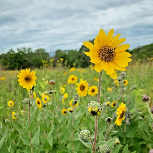 101 Downy Sunflower Native Prairie Wildflower Drought Summer Fall Flowers Fresh  - £20.40 GBP
