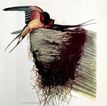 Barn Swallow Bird Lithograph 1950 Audubon Antique Art Print DWP6B - $562.94 MXN