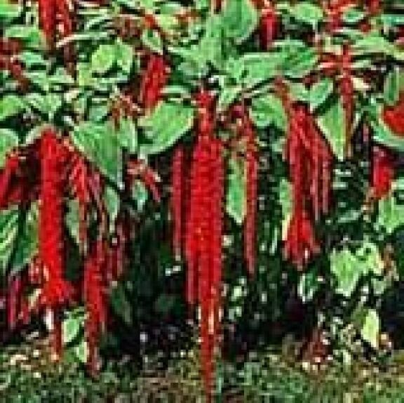GIB Love Lies BleedingCrimsonTassle Flower 100 Fresh Seeds  - $2.00