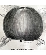 King Of Tompkins County Apple 1863 Victorian Agriculture Steel Plate Art... - £39.30 GBP