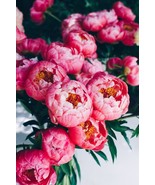 “ 10 PCS Chinese Peony Seeds - Mixed Red Pink Light Pink Purple Bicolor ... - £12.09 GBP